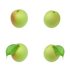 梅のイラスト リアル 梅の実