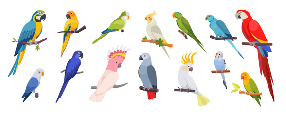 Parrot set. Jungle parakeet bird, green macaw tropical beak or exotic blue cockatoo and bright ara. Red, pink cute zoo nature, funny pets on tree. Vector fauna cartoon isolated illustration © SpicyTruffel