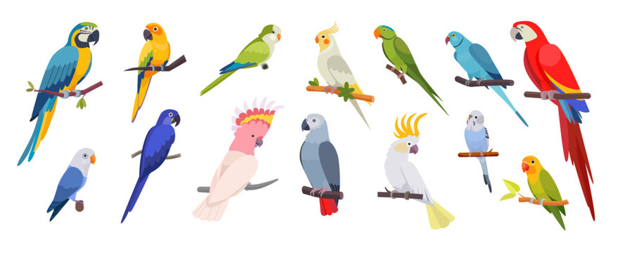 Parrot set. Jungle parakeet bird, green macaw tropical beak or exotic blue cockatoo and bright ara. Red, pink cute zoo nature, funny pets on tree. Vector fauna cartoon isolated illustration