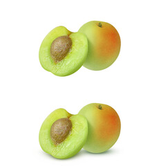 梅 梅の実 イラスト リアル