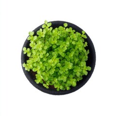 Lush Green Plant on Black Plate, Vibrant Foliage, Close-Up View of Fresh and Healthy Botanical Growth