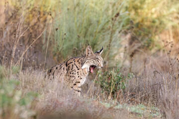 Iberischer Luchs beim Gähnen
