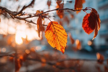 Golden autumn leaves glowing in warm sunset light