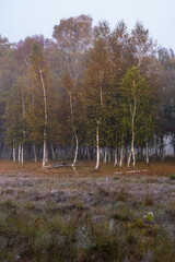 L&uuml;neburg Heath in autumn