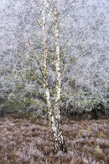 L&uuml;neburg Heath in autumn