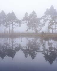 L&uuml;neburg Heath in autumn