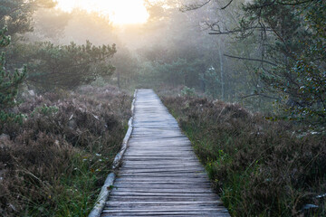L&uuml;neburg Heath in autumn