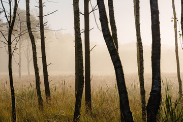 L&uuml;neburg Heath in autumn
