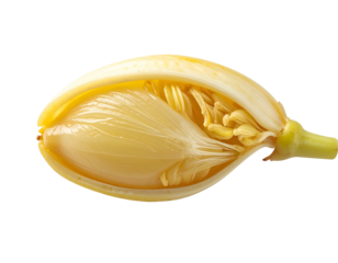 Sectioned, translucent fruit revealing fibrous interior. Yellow and green colors. Isolated on black