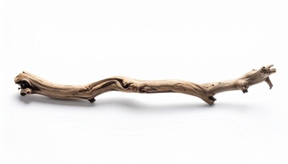 Obraz premium Dry tree branch with multiple offshoots and rough texture on plain white background, natural and minimal botanical form.