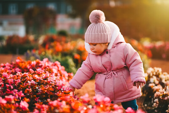 A beautiful little girl in pink warm clothes is walking in a park full of flowers at sunset.
