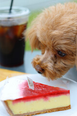 ヒト用のケーキのにおいを嗅いでいるトイ・プードル