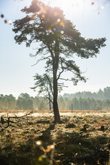 L&uuml;neburg Heath in autumn
