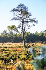 L&uuml;neburg Heath in autumn