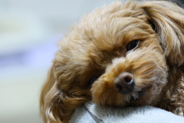 トイ・プードルの顔のアップ