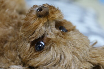 トイ・プードルの顔のアップ