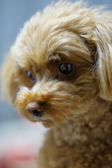 何かを読んでいるような横顔のトイ・プードル