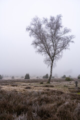 L&uuml;neburg Heath in winter