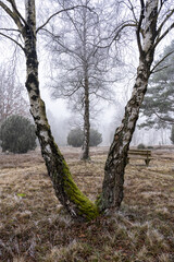 L&uuml;neburg Heath in winter