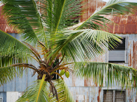 Metallic front of a cribbean warehouse behind a large palm tree