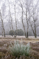 L&uuml;neburg Heath in autumn