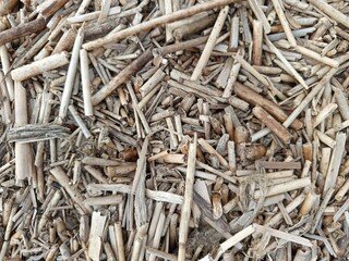 reeds washed by the sea
