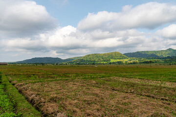Beautiful Rural Landscape with Green Hills, Rice Fields, and Cloudy Blue Sky