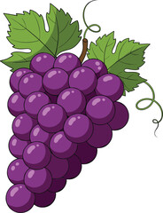 Fototapeta premium Vector Illustration of Fresh Purple Grapes – Healthy Fruit Icon Isolated on White Background
