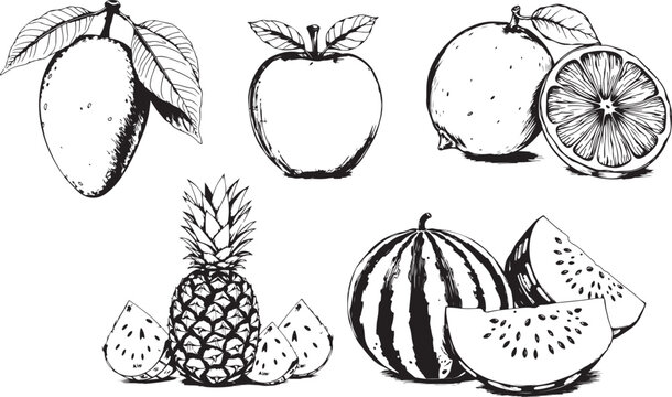 black and white sketch suite fruit eps vector file