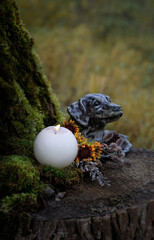 burning candle, vintage cast-iron figurine in the form of a dog's head, flowers on tree stump in forest. witchcraft, magic ritual for wellbeing, rich harvest, successful hunting. esoteric ceremony