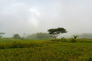 Misty Morning Rice Field with Tree and Foggy Countryside Landscape