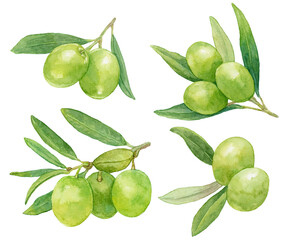 水彩で描いたオリーブのイラスト素材集　グリーンオリーブの実がついた枝