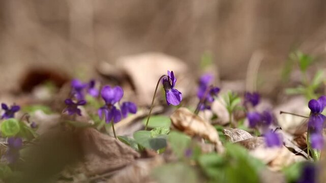 spring forest, violets blooming