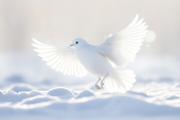 White dove with open wings