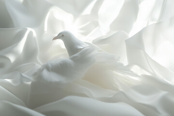 white dove on the white background