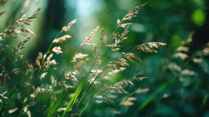 Tall grass stalks with seed heads in focus set against a blurred green forest backdrop