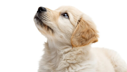 dog isolated on white background