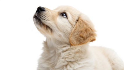 dog isolated on white background