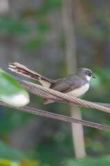Close-up of a pied fantail bird perched on a wire with blurred green natural background