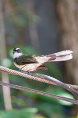 Close-up of a pied fantail bird perched on a wire with blurred green natural background