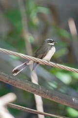 Close-up of a pied fantail bird perched on a wire with blurred green natural background