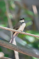 Close-up of a pied fantail bird perched on a wire with blurred green natural background
