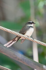 Close-up of a pied fantail bird perched on a wire with blurred green natural background