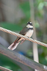 Close-up of a pied fantail bird perched on a wire with blurred green natural background