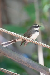 Close-up of a pied fantail bird perched on a wire with blurred green natural background