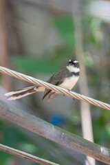 Close-up of a pied fantail bird perched on a wire with blurred green natural background