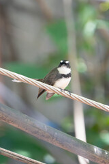Close-up of a pied fantail bird perched on a wire with blurred green natural background