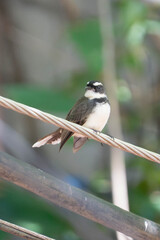 Close-up of a pied fantail bird perched on a wire with blurred green natural background
