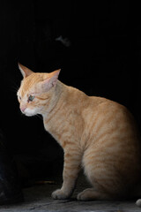 Ginger cat with injured eye sitting in shadowed area against dark background