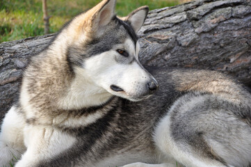 A portrait of a calm and majestic Alaskan Malamute lying on the grass next to a large wooden log. 